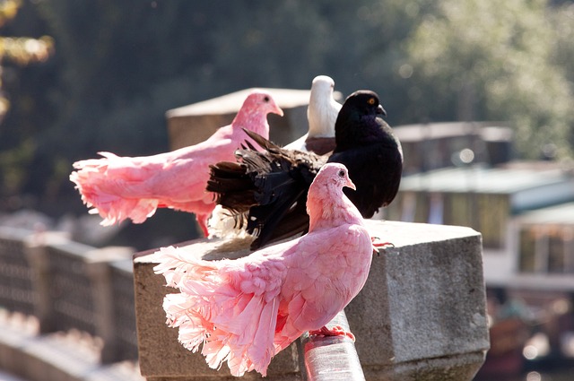这场补赛的 这场补赛的